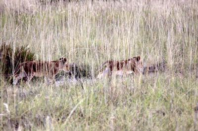 Lion cubs in the grass