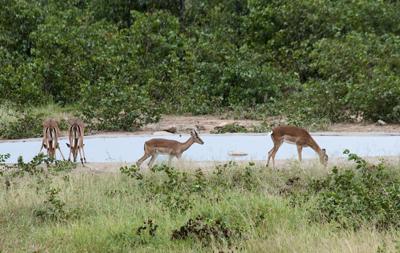 Boulders waterhole