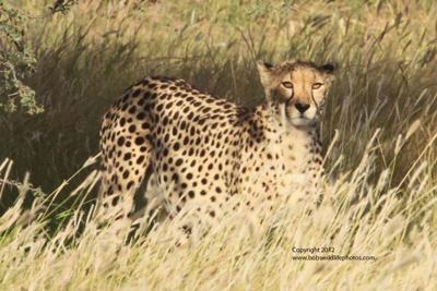 First there was 1 cheetah