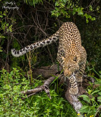 Leopard coming down tree