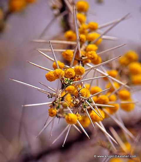 Acacia Nebrownii - Etosha