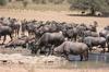 Blue wildebeest gathering for a drink.