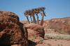 Quiver trees at Augrabies.