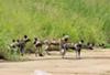 Wild Dogs taken from the bridge