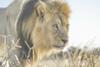 Black-maned lion - King of the Kgalagadi 