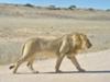 Lion crossing road