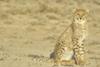 Cheetah cub