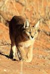 Caracal 2