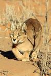 Caracal 3