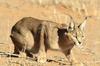 Caracal 4