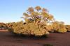 As the sun got higher it lit up the Camelthorn trees on the opposite dunes.