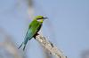 Bee eater