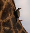 Oxpeckers
