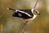 Helmetshrike