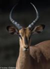 Black-faced impala