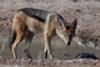 Black-backed jackal