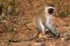 Vervet Monkey