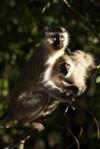 Vervet Mother and Child