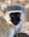 Vervet Monkey