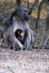 Chacma Baboon and Child