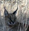 Caracal hiding from a jackal