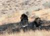 Lions relaxing in the shade