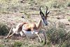 springbok starts to run