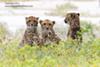 Cheetah family March 2012