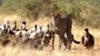 Cheetah and Vultures
