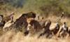 Cheetah and Vultures