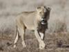 Kalahari lion