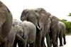 Elephant 3