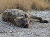 Spotted Hyena asleep on the way to Okondeka