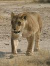 Lioness at Okondeka