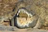 Large croc with mouth open