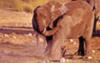 elephant having dust bath