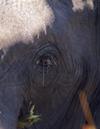 Elephant Close Up