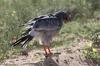 Goshawk with snake and ruffled feathers