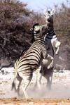 Zebra fighting