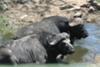 Buffalos at the bridge between Skukuza and Kruger Gate