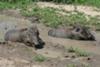 Warthogs at Renosterkoppie Dam