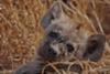 Hyena pup