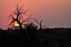 Towards water - the life of the Kalahari