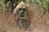 Lioness disturbed in her rest.