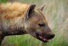 Hyena