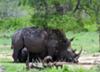 Rhinos and warthogs