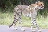 Cheetah 3