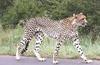 Cheetah 4