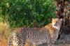 Cheetah