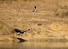 Fish eagle chasing plover